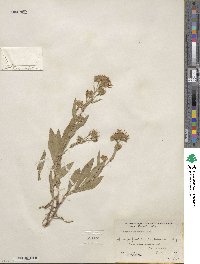 Noticastrum adscendens image