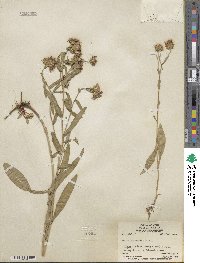 Noticastrum adscendens image