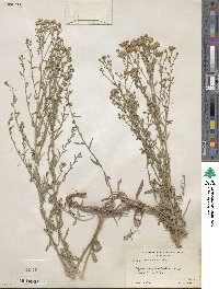 Noticastrum adscendens image