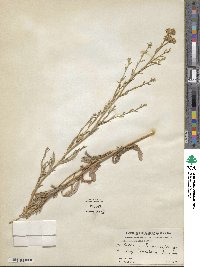 Noticastrum adscendens image