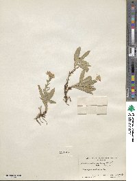 Noticastrum adscendens image