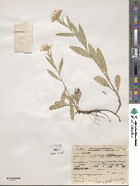 Noticastrum adscendens image