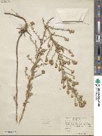 Noticastrum adscendens image