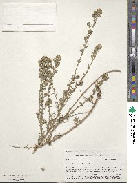 Noticastrum adscendens image