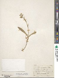 Noticastrum adscendens image