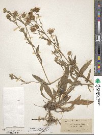 Noticastrum adscendens image