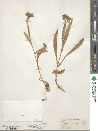 Noticastrum adscendens image