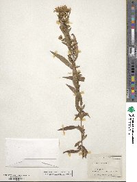 Noticastrum adscendens image