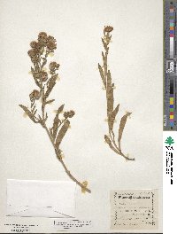 Noticastrum adscendens image