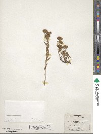 Noticastrum adscendens image