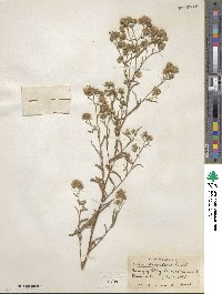 Noticastrum adscendens image