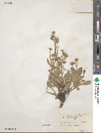 Noticastrum adscendens image