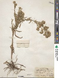 Noticastrum adscendens image