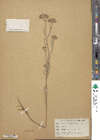 Noticastrum adscendens image