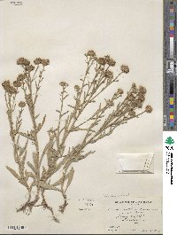 Noticastrum adscendens image