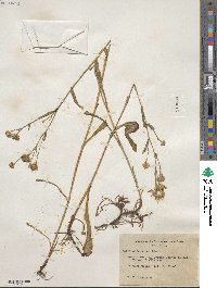 Noticastrum adscendens image