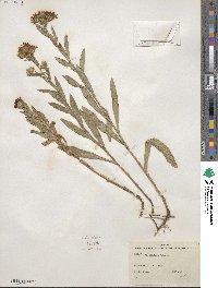 Noticastrum adscendens image