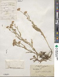 Noticastrum adscendens image