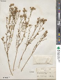 Noticastrum adscendens image