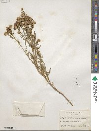 Noticastrum adscendens image