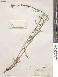 Noticastrum adscendens image