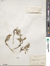 Noticastrum adscendens image