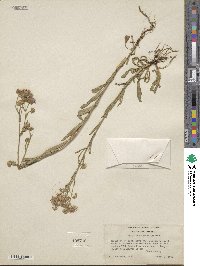 Noticastrum adscendens image