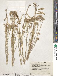 Noticastrum adscendens image