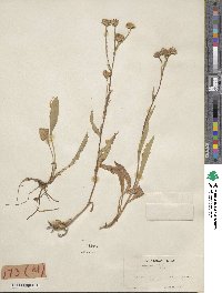 Noticastrum adscendens image