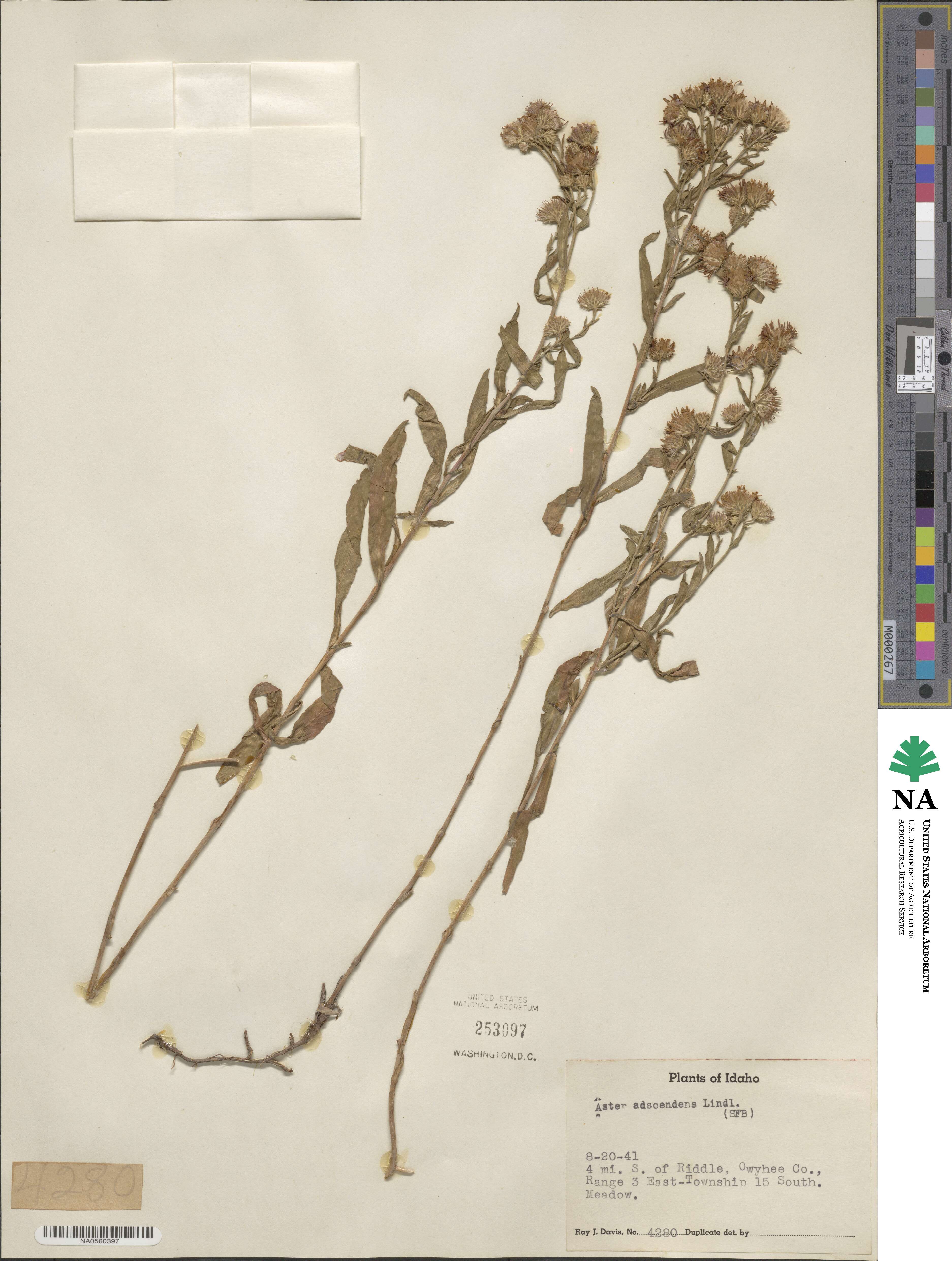 Noticastrum adscendens image