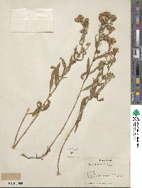 Noticastrum adscendens image