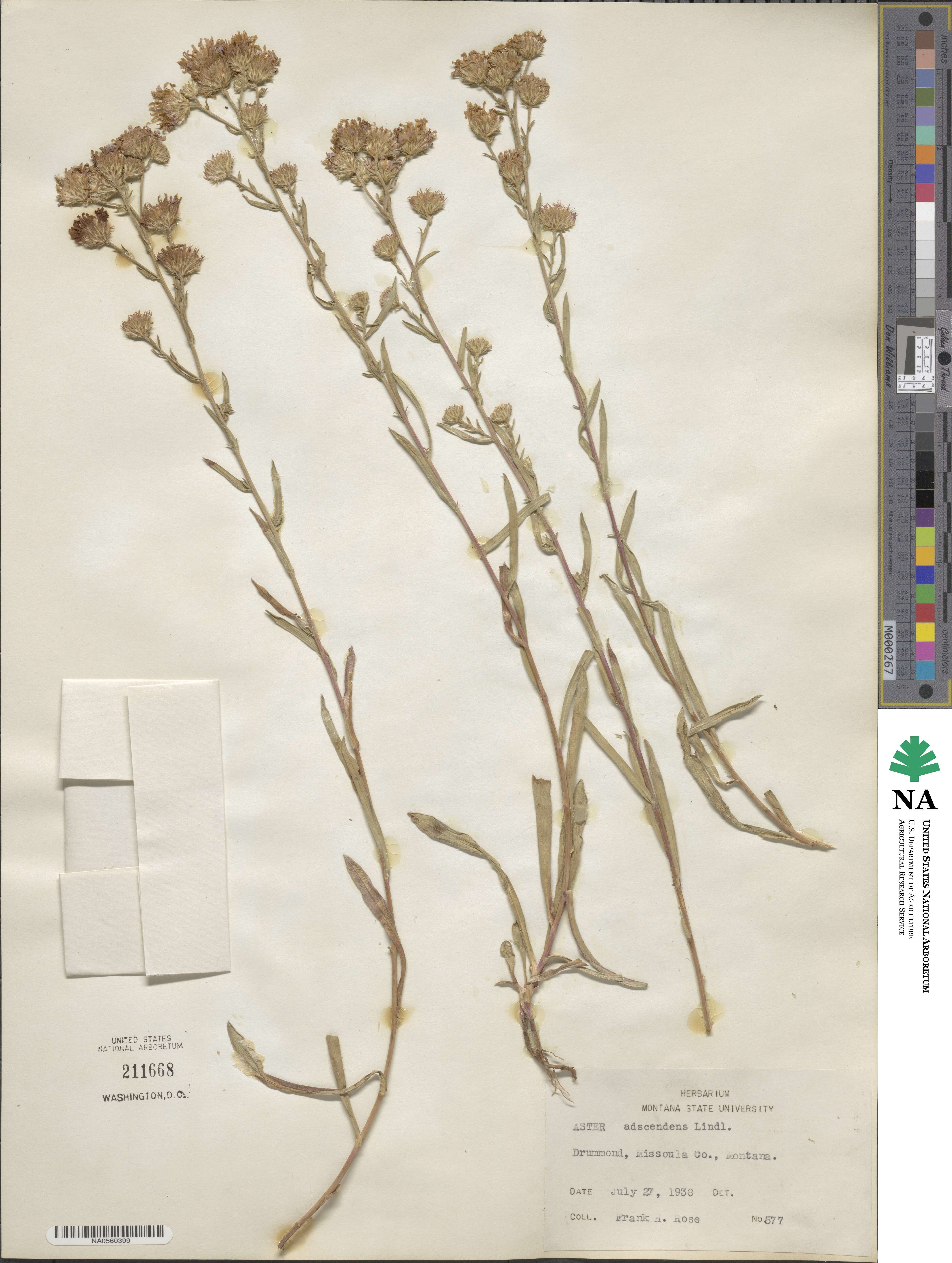 Noticastrum adscendens image
