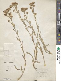 Noticastrum adscendens image