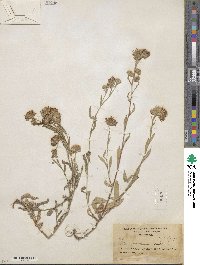 Noticastrum adscendens image