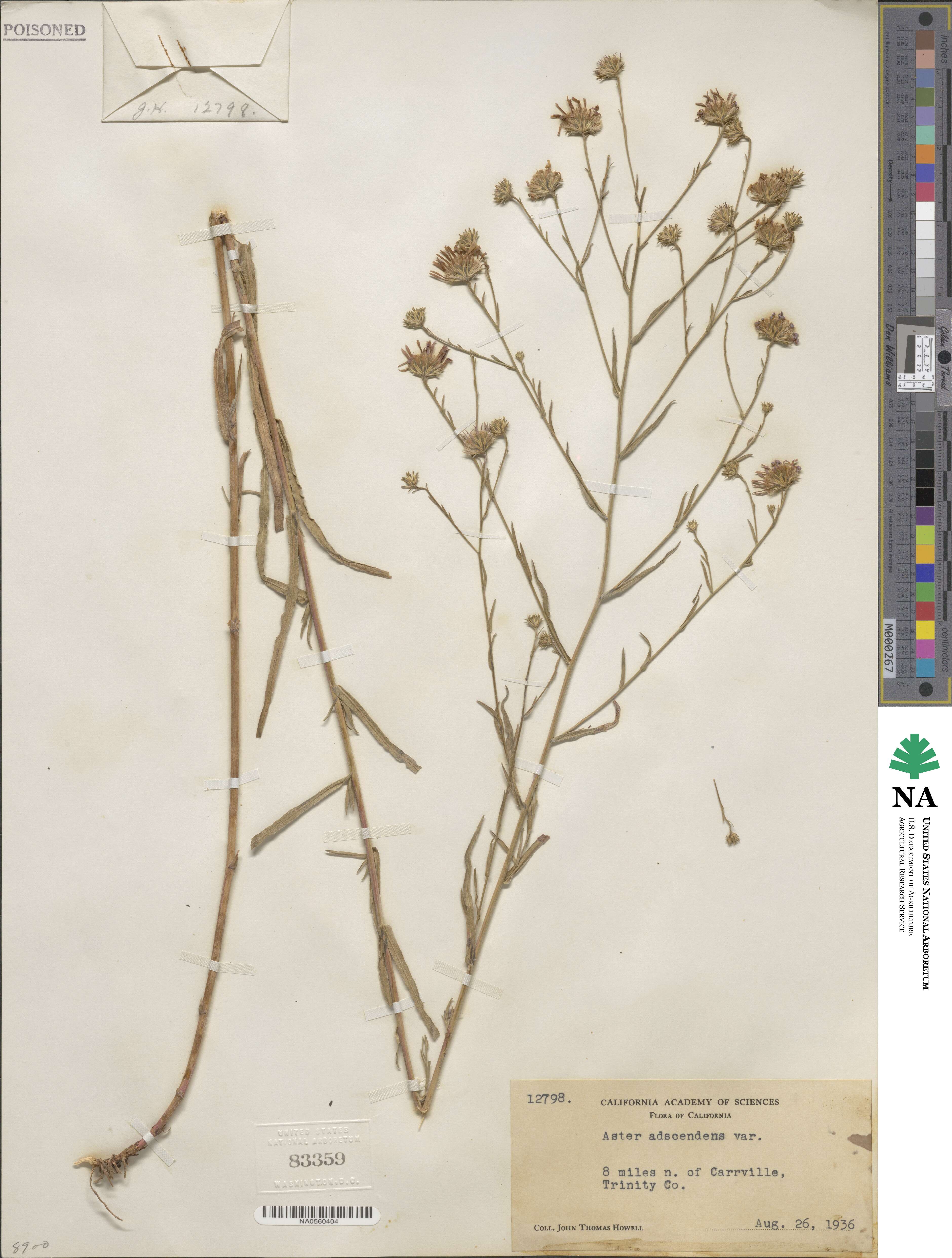 Noticastrum adscendens image