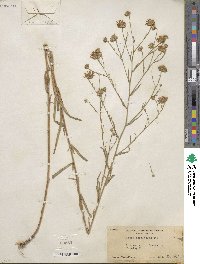 Noticastrum adscendens image