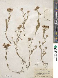 Noticastrum adscendens image