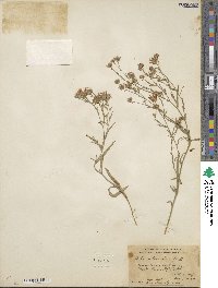 Noticastrum adscendens image