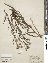 Noticastrum adscendens image