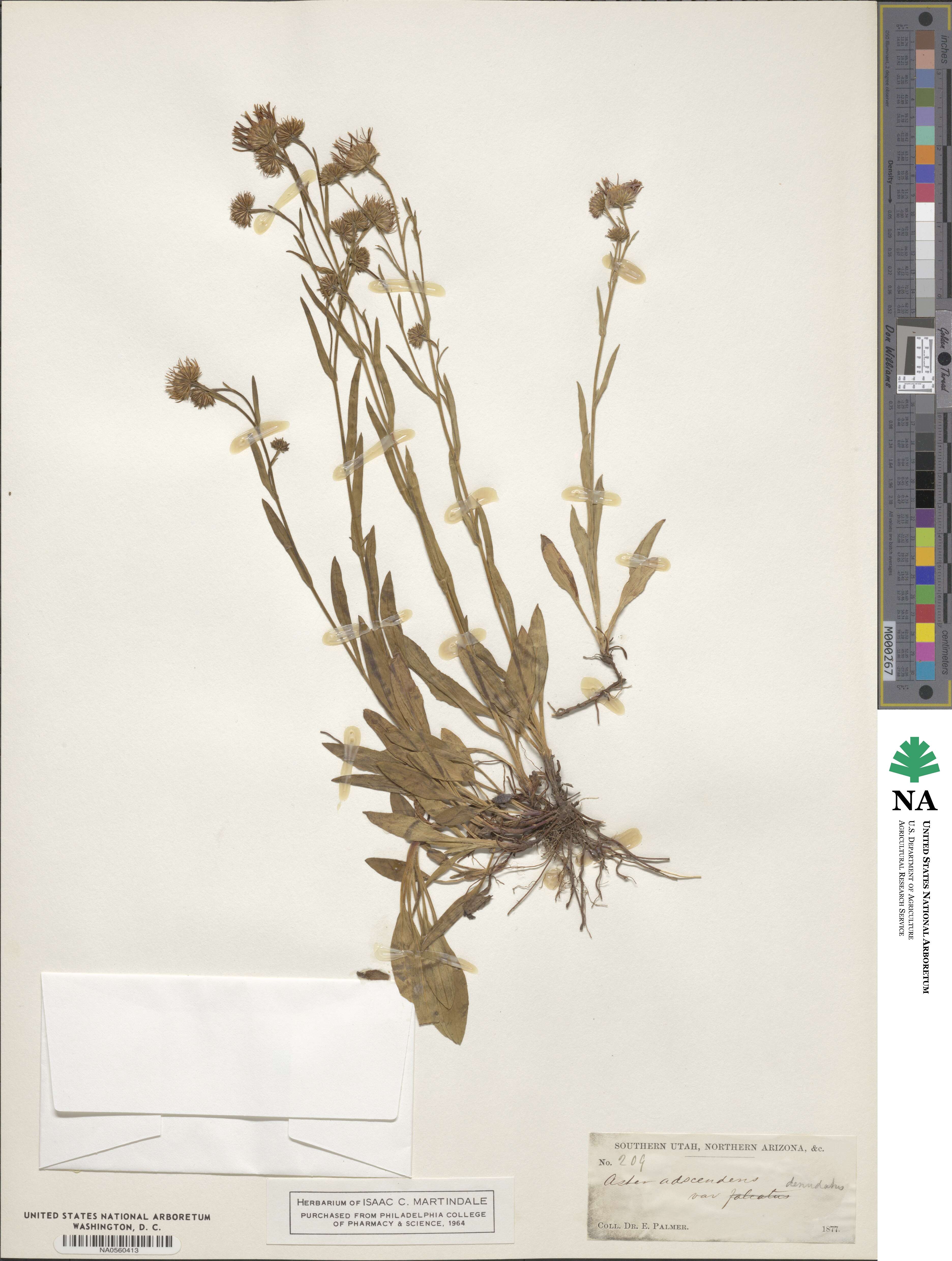 Symphyotrichum ascendens image