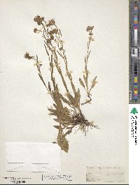 Symphyotrichum ascendens image