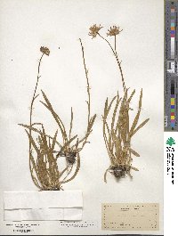 Oreostemma alpigenum var. andersonii image