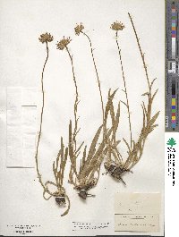 Oreostemma alpigenum var. andersonii image