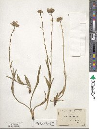 Oreostemma alpigenum var. andersonii image