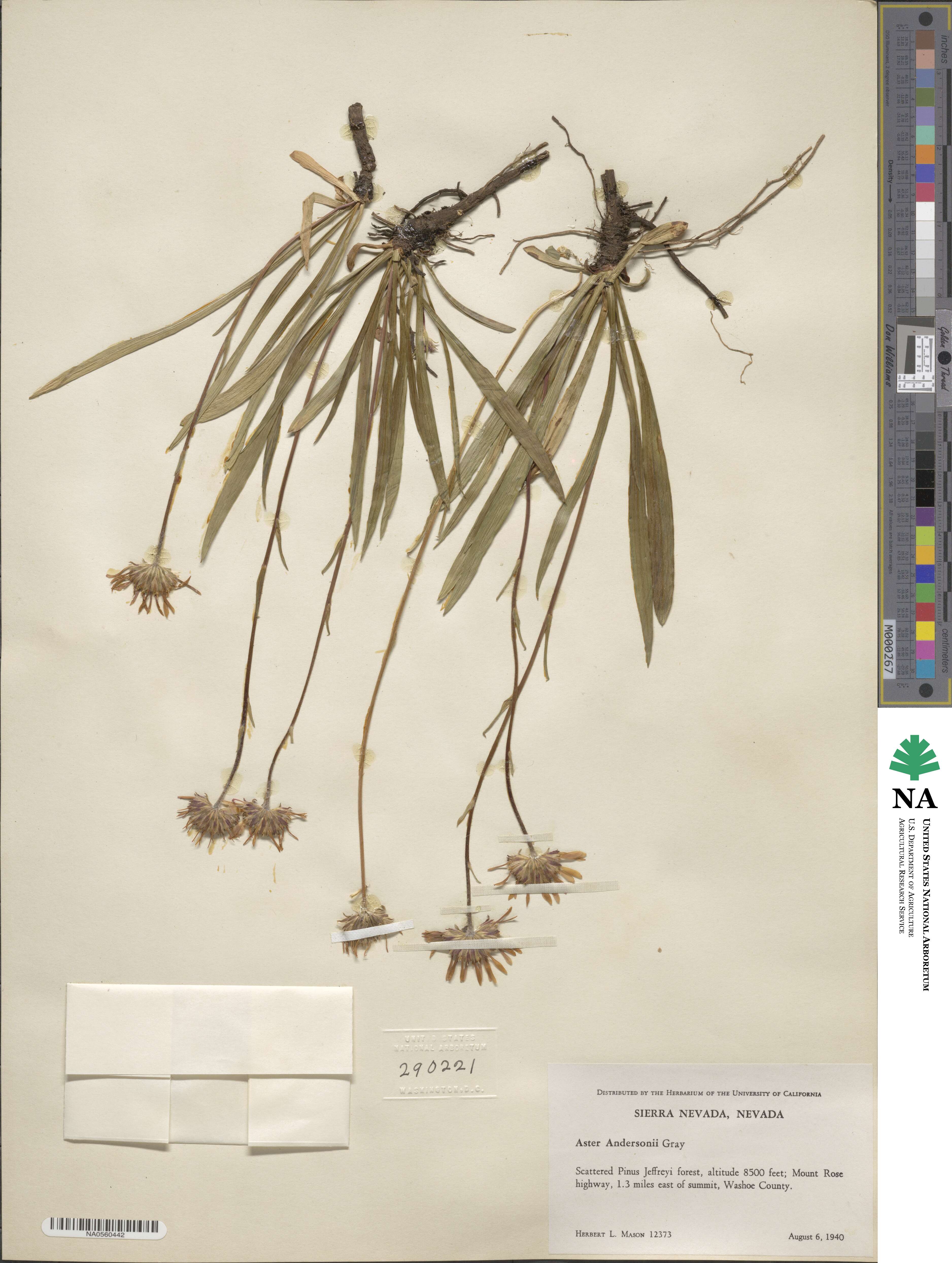 Oreostemma alpigenum var. andersonii image