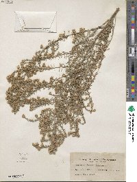 Symphyotrichum × batesii image