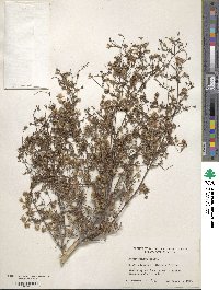 Symphyotrichum tenuifolium var. aphyllum image