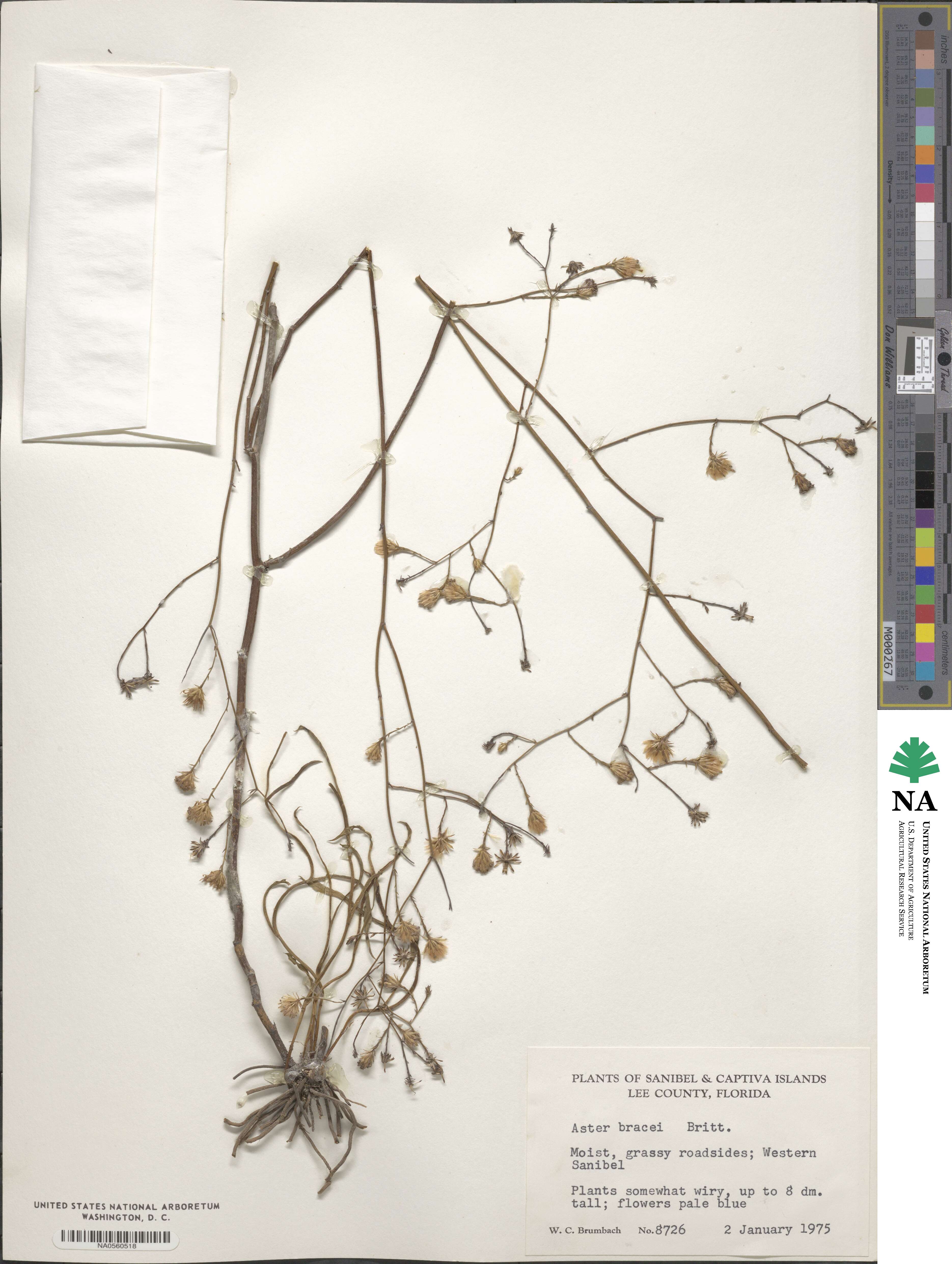 Symphyotrichum tenuifolium var. aphyllum image
