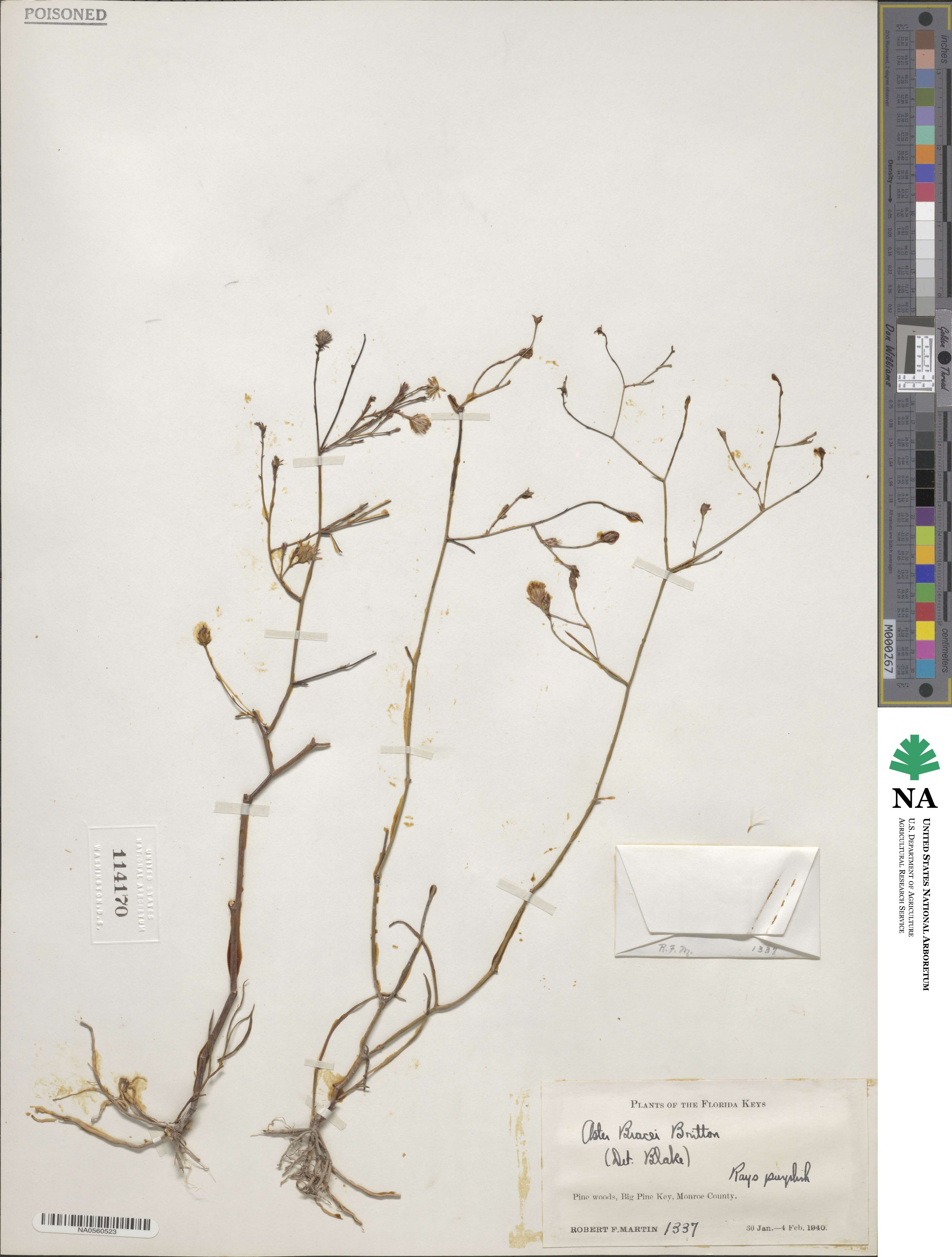 Symphyotrichum tenuifolium var. aphyllum image
