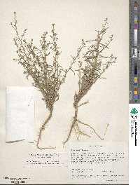 Aster canescens image